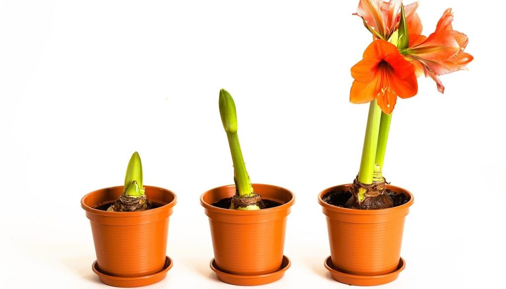 La fioritura è il principale elemento distintivo dell'Hippeastrum