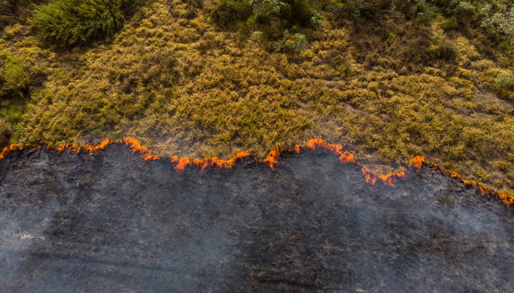 Incendios forestales avanzan sobre ecosistemas debilitados por el calor y la sequía: aunque la deforestación disminuye, el cambio climático emerge como la nueva gran amenaza para los bosques.