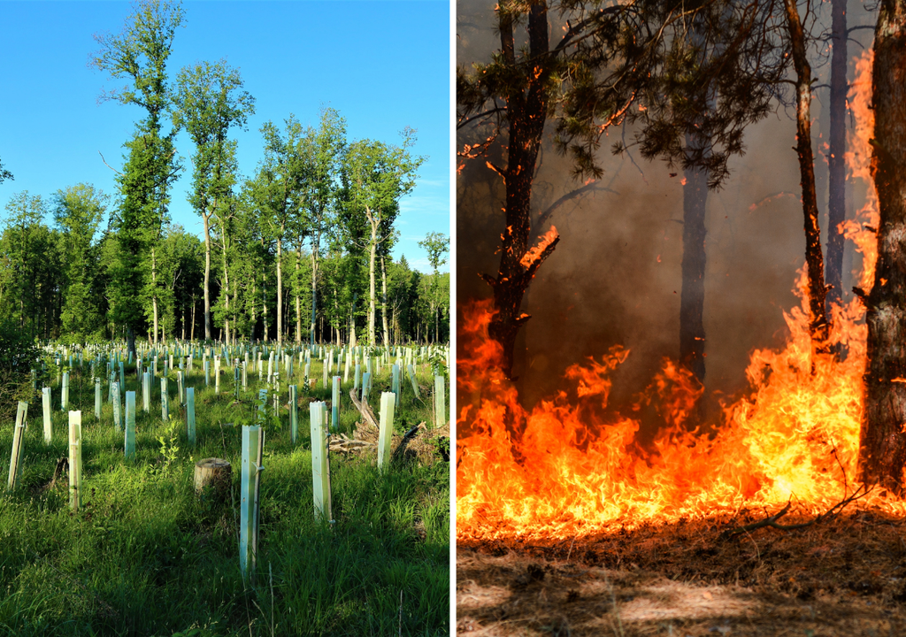 Dos caras de la misma crisis: mientras avanzan los esfuerzos de reforestación, el aumento de incendios impulsados por el calor y la sequía pone en riesgo los bosques del planeta.