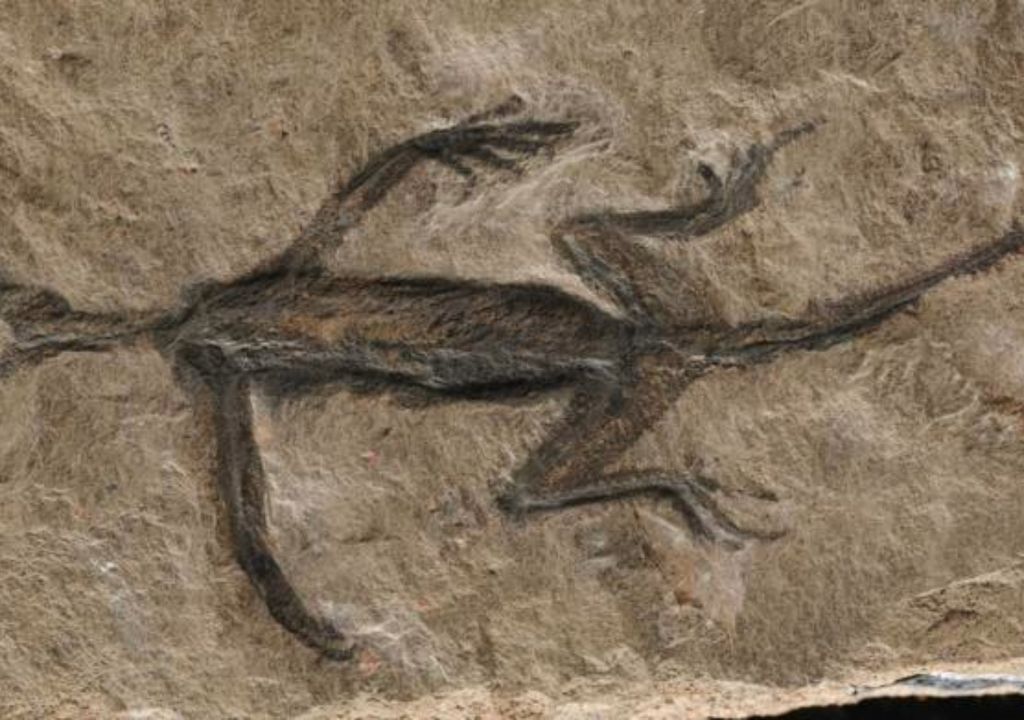 Historical forgery; analysis show fossil doesn’t show skin preservation