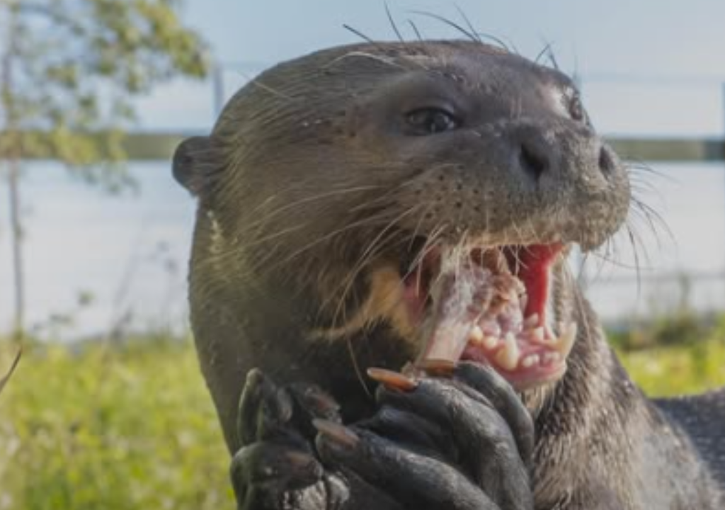 Tras casi 40 años extintos, una familia de nutrias gigantes fue reintroducida en los esteros del Iberá. Foto: Instagram @rewilding_argentina