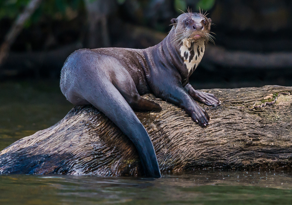 La nutria gigante puede medir hasta 1,8 metros de largo y pesar más de 30 kilos. Tiene una cola musculosa que le permite moverse con agilidad en el agua.