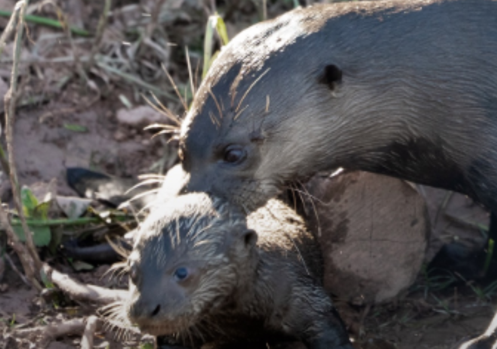 La familia reintroducida está compuesta por dos adultos que llegaron de zoológicos europeos y sus dos crías, nacidas en 2024 en Corrientes. Foto: Instagram @rewilding_argentina