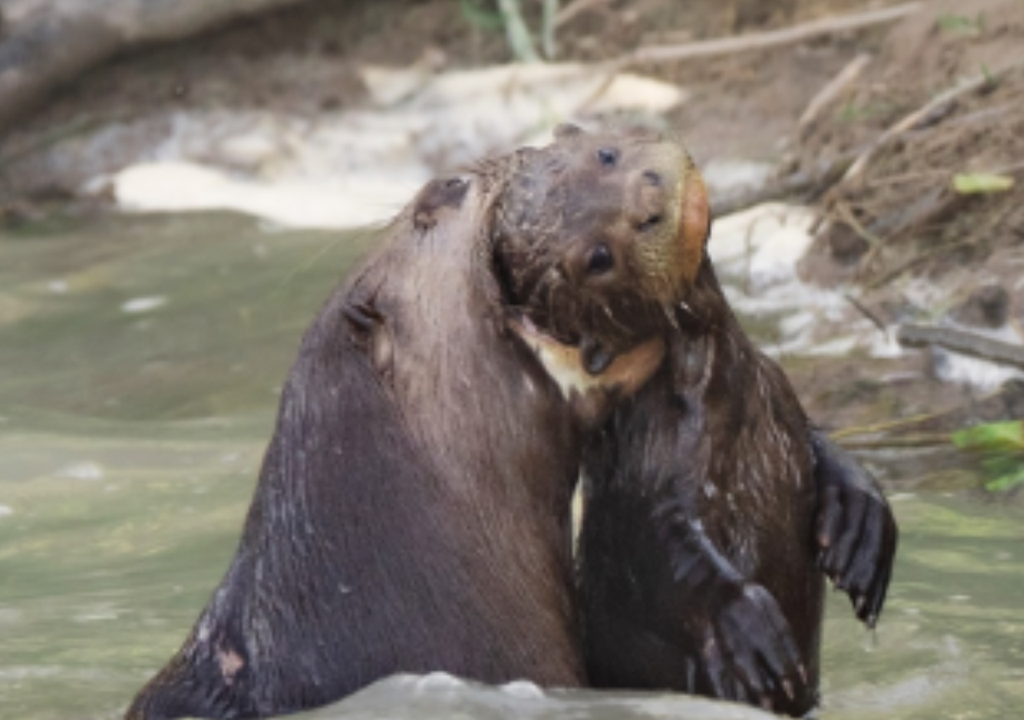 Previo a la liberación, la familia de nutrias gigantes se preparó en semi cautiverio durante dos años dentro del parque. Foto: Instagram @rewilding_argentina