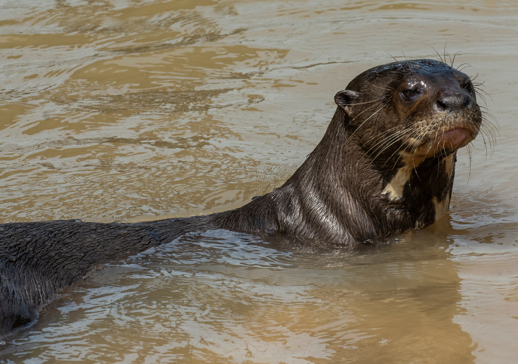 El monitoreo de la familia de nutrias se mantiene a través de arnés de rastreo, estudios de ADN ambiental y seguimiento de comportamiento y desplazamientos.