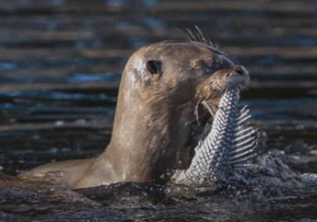 Por sus 756.000 hectáreas de humedales, abundancia de peces, y ausencia de caza furtiva, los esteros del Iberá son ideales para la reinserción. Foto: Instagram @rewilding_argentina