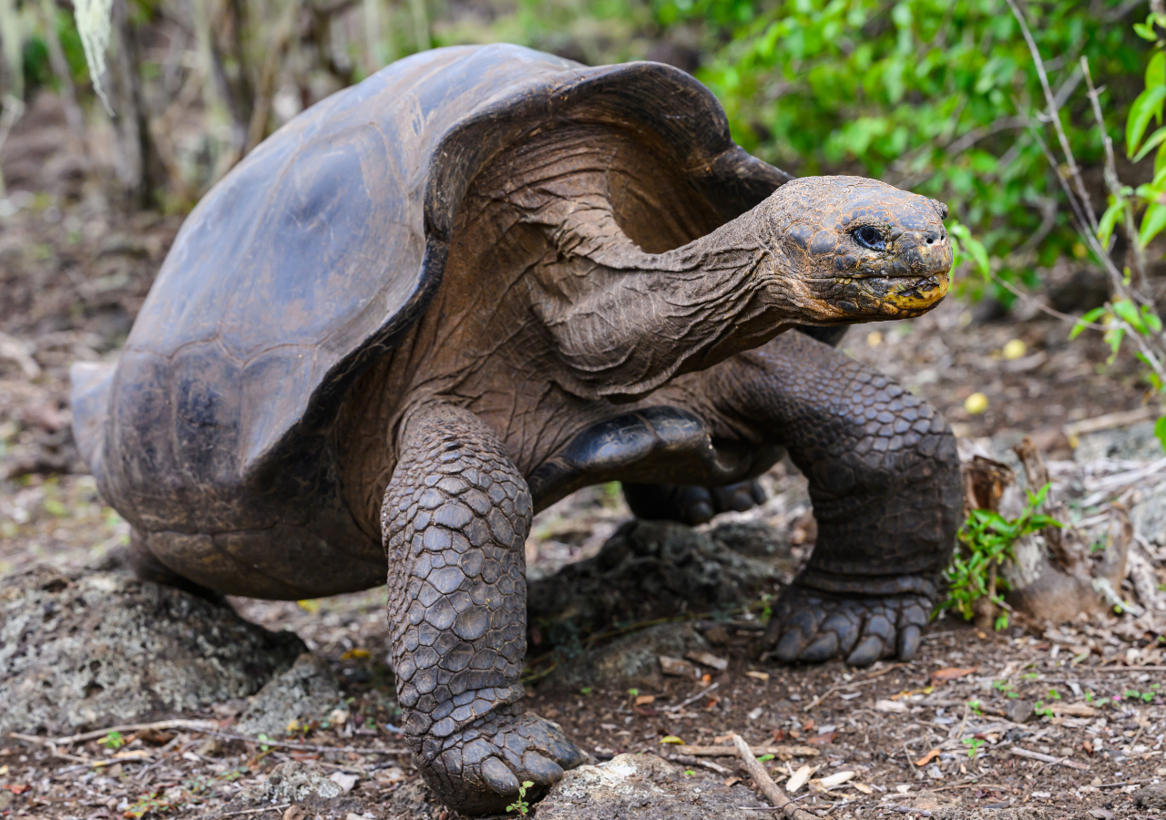 158 ejemplares jóvenes de tortugas gigantes fueron reintroducidos en la isla Floreana, dentro de las Galápagos (Ecuador).