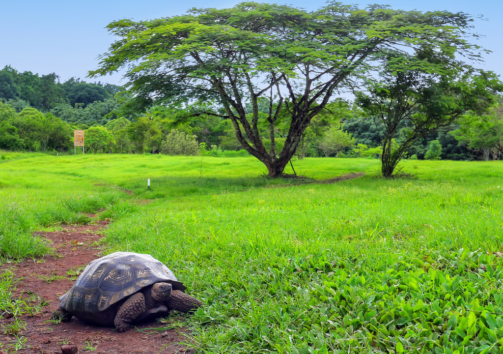 Tras 150 años, las tortugas gigantes regresaron a Galápagos como parte de un proyecto de recuperación ecosistémica.