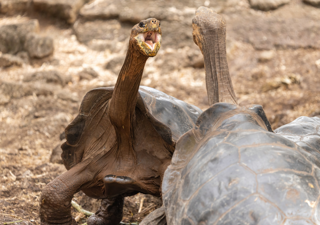 La idea es introducir, en total, 700 tortugas en los próximos años en Galápagos.