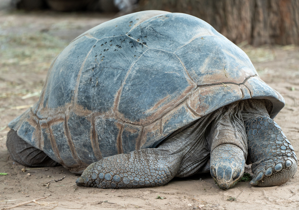 Las tortugas gigantes de Galápagos ayudaron a Charles Darwin a darle forma a su Teoría de la Evolución.