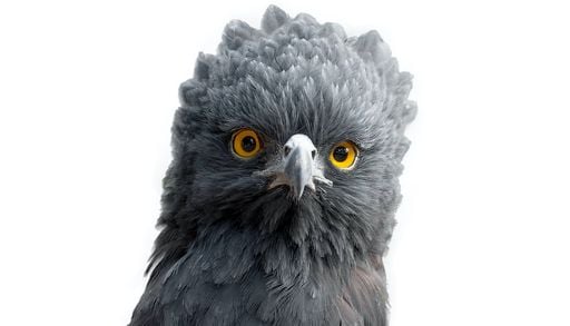 Hito biol&oacute;gico en M&eacute;xico: detectan por primera vez la imponente &Aacute;guila Tirana en la sierra de Quer&eacute;taro