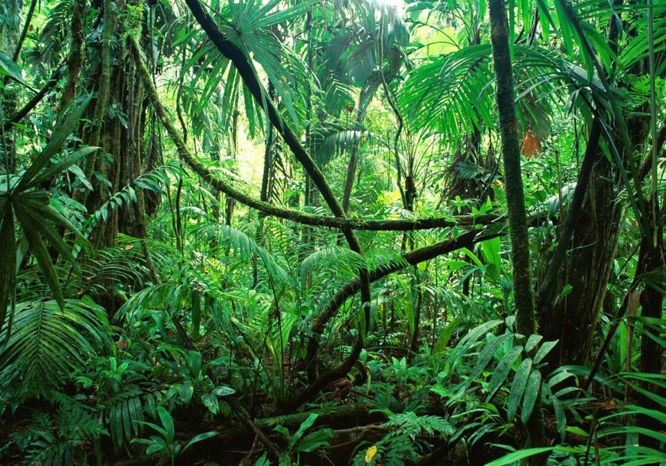 Hitzewelle in Australiens Dschungel Hitzewelle in Australiens Dschungel