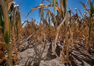 Hitze und D&uuml;rre treffen Milliarden Menschen weltweit: Versch&auml;rft der Klimawandel kombinierte Extreme?