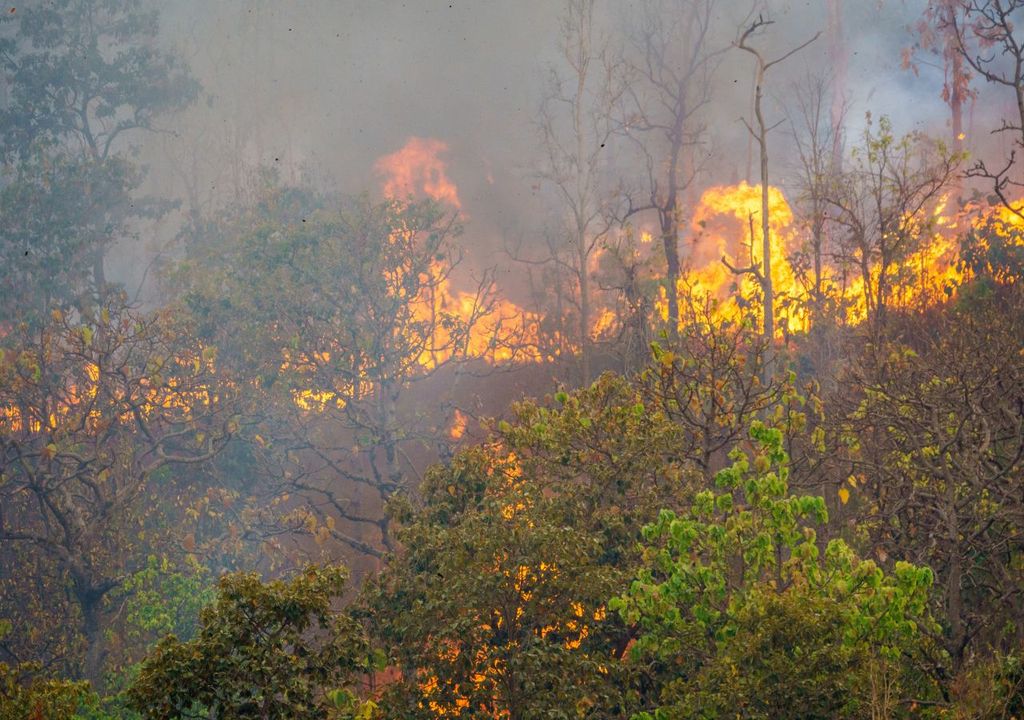 Waldbrand hitzesommer feuer