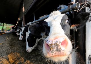 Hitzestress im Milchviehstall: Bayerische Landesanstalt für Landwirtschaft will der Tierquälerei ein Ende setzen