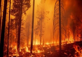 Alarmstufe Rot! Am Wochenende heißes und trockenes Wetter in Deutschland! Höchste Waldbrandgefahr! 