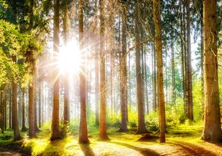 Hoch Steffen bringt den Sonnenschein zurück!