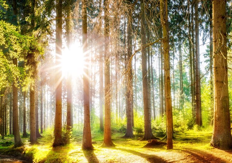 Sonnenschein Sonnenschein