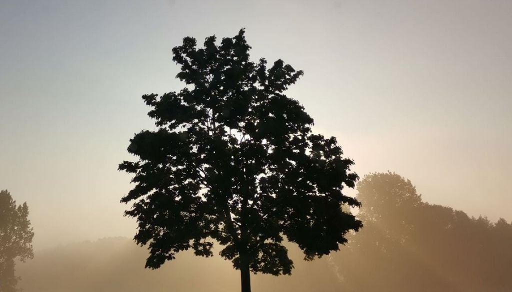 Nebel Sonne Herbst November grau Die Unterschiede werden zunehmen: Während ein Ort im Dauernebel versinkt, wird es wenige Kilometer weiter die Sonne durch die zähe Nebeldecke schaffen © Tobias Röser