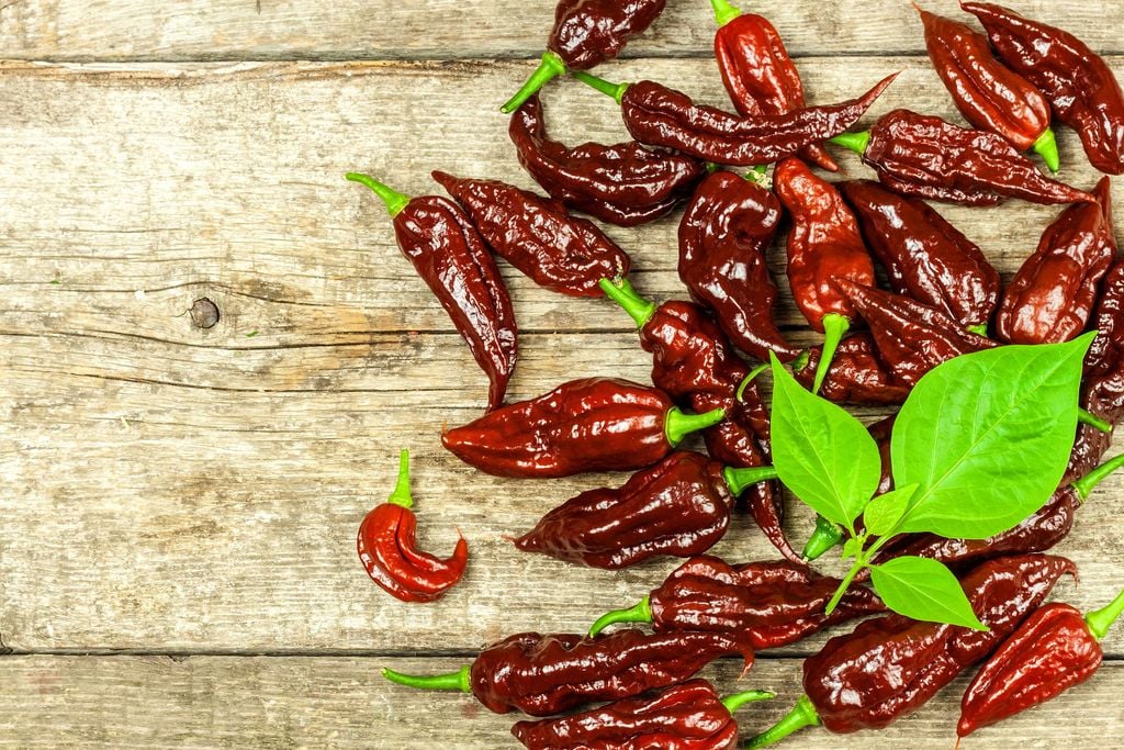 Schön scharf: Von der Begegnung mit dieser Chili-Schote werden Sie noch Ihren Enkeln erzählen. Foto: Adobe Stock