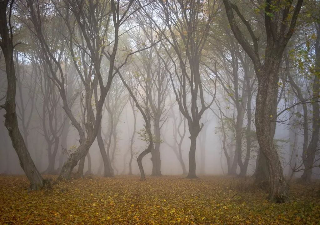 Bosque Hoia Baciu