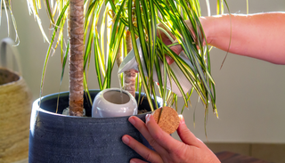 Hojas amarillas en las plantas: las 7 causas m&aacute;s comunes y c&oacute;mo identificar el problema antes de que sea tarde