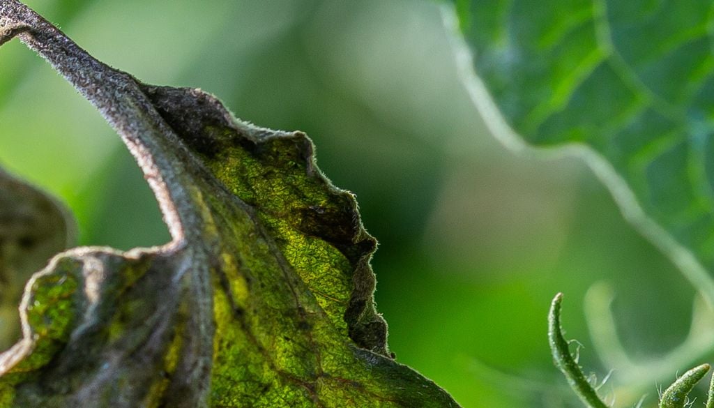 Mildiu en planta de tomate