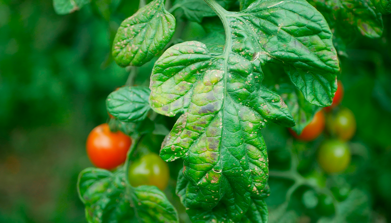 &iquest;Hojas amarillas en tus tomateras? Qu&eacute; significa que las hojas pierdan el color y c&oacute;mo solucionarlo lo antes posible