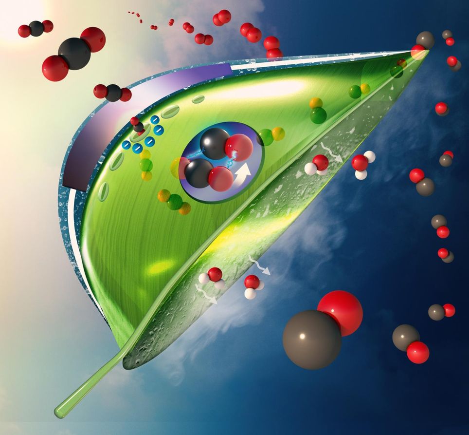 Modelo conceptual de una hoja artificial. El dióxido de carbono (bolas rojas y negras) ingresa a la hoja a medida que el agua (bolas blancas y rojas) se evapora del fondo de la hoja. Un fotosistema artificial (círculo púrpura en el centro de la hoja) hecho de un absorbente de luz recubierto con catalizadores convierte el dióxido de carbono en monóxido de carbono y convierte el agua en oxígeno (que se muestra como dobles bolas rojas) utilizando la luz solar. Crédito Verdict.co