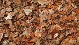 El abono gratuito que tiras en oto&ntilde;o: c&oacute;mo convertir las hojas ca&iacute;das en compost de alta calidad