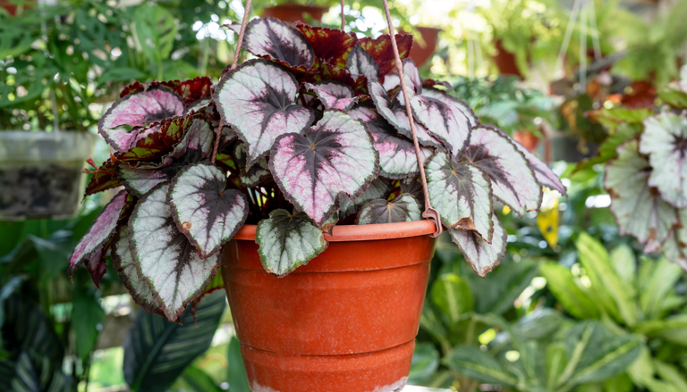 Hojas de colores intensos y dibujos &uacute;nicos: as&iacute; puedes hacer que tu Begonia rex luzca como nunca