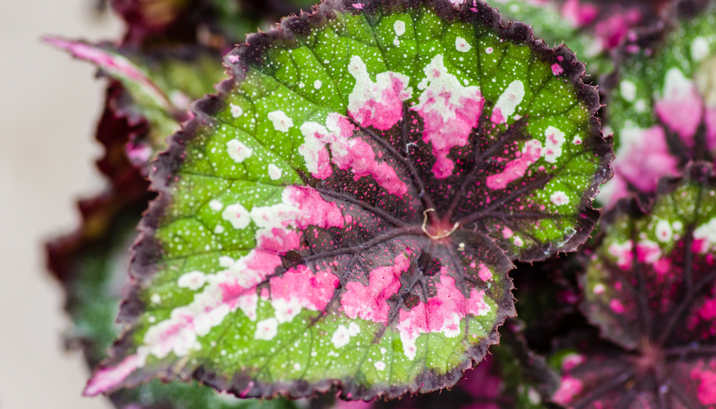 Sus hojas pueden ser asimétricas, y esa forma irregular es parte de su encanto ornamental. Sus hojas pueden ser asimétricas, y esa forma irregular es parte de su encanto ornamental.