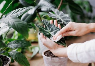 Hojas limpias, plantas felices: guía práctica de limpieza foliar 