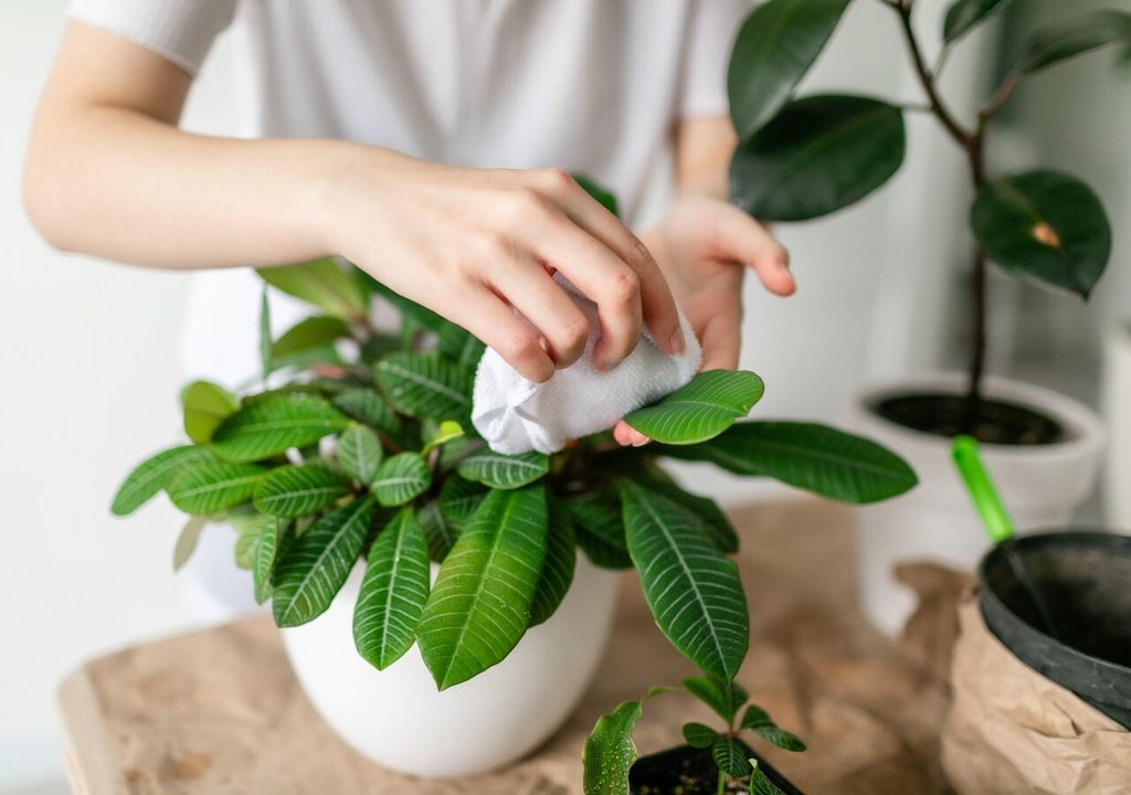 limpieza foliar limpieza foliar