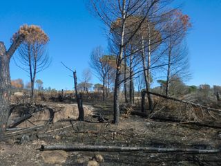 Hoje comemora-se o Dia Mundial para a Prevenção de Incêndios Florestais 