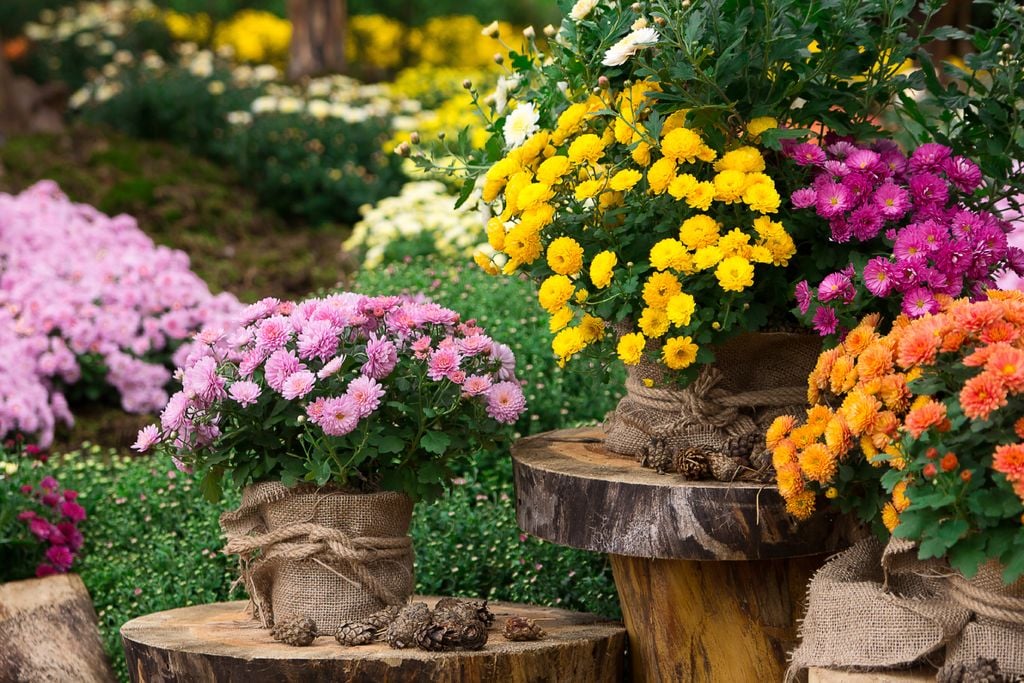Chuva, granizo Previsão de chuva e tempestades aumenta a atenção sobre as estufas e a produção de flores na região de Holambra.