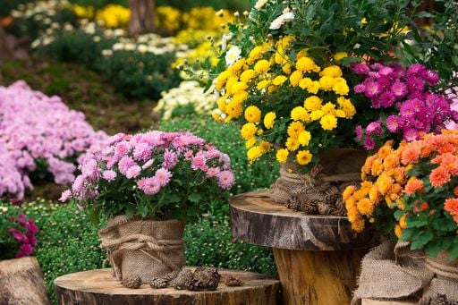 Holambra pode acumular 63 mm at&eacute; sexta-feira: estufas de flores exigem aten&ccedil;&atilde;o antes de Finados