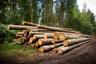 Holzverbrennung ist eine Katastrophe für das Klima und den Wald! 