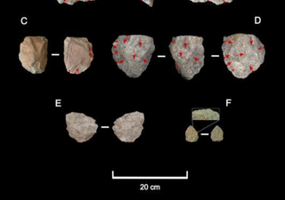 Homo Erectus would have thrived in harsh conditions