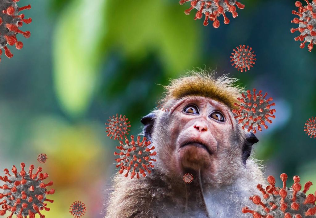 macaco, vírus B