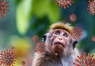 Hong Kong: un hombre se infecta con un virus mortal tras la mordedura de un mono