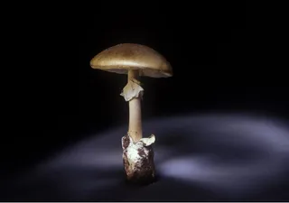 “Cogumelo da morte” espalha-se rapidamente da Europa para várias partes do planeta
