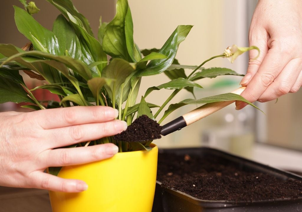 plantas plantas