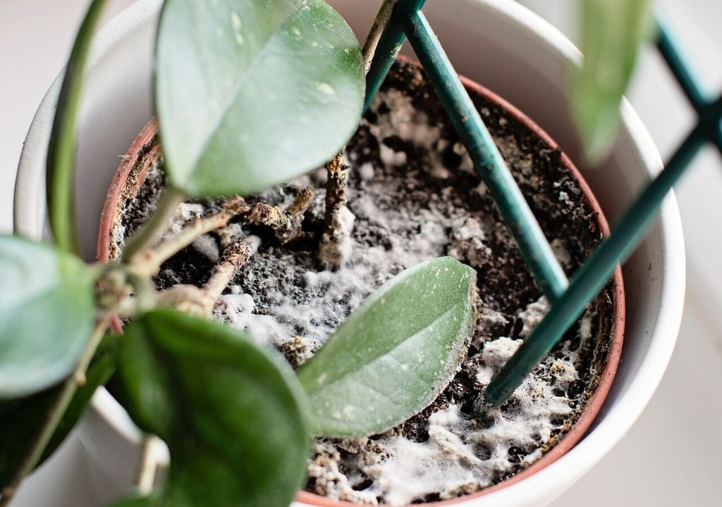 planta com fungo no solo