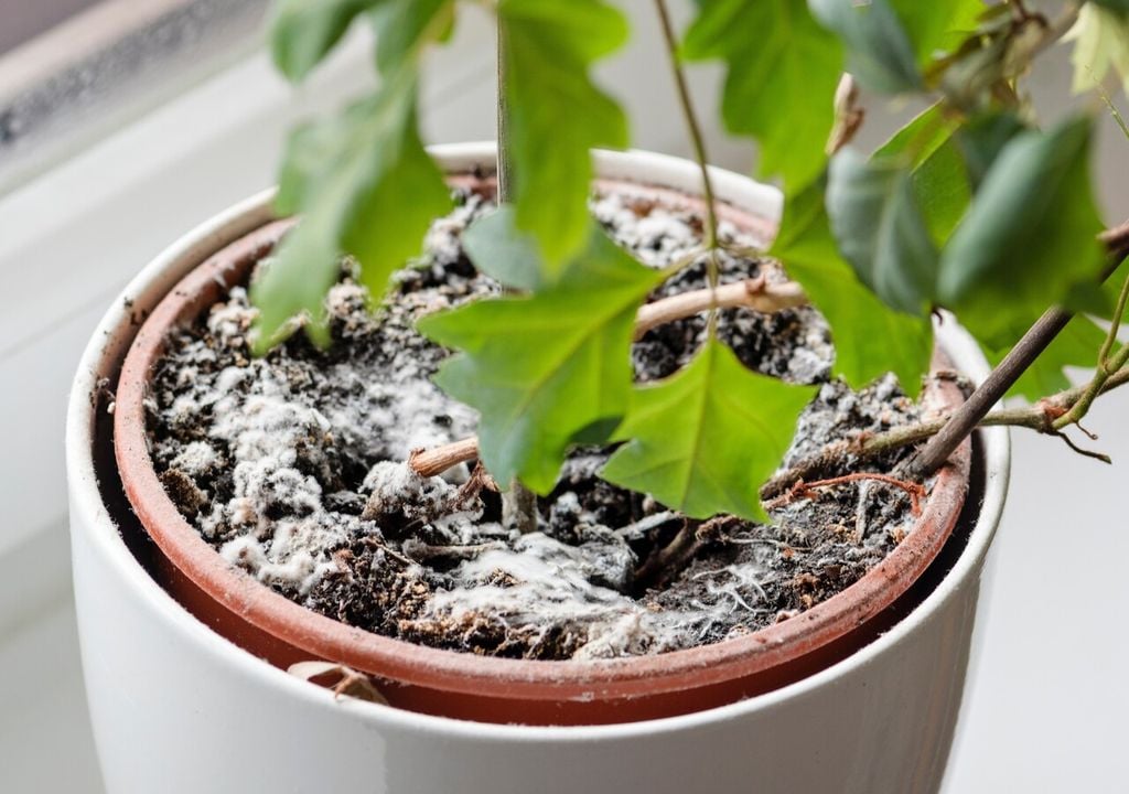 fungos, planta, solo fungos, planta, solo