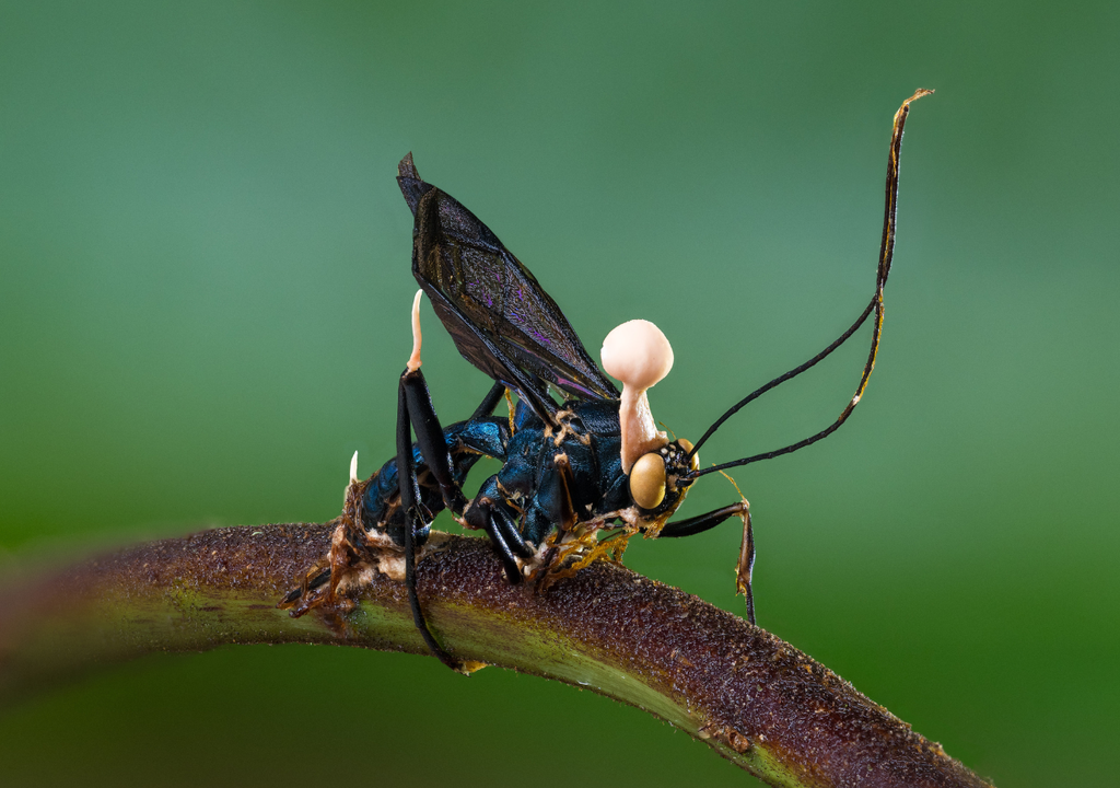 hongo zombie; hongos; parasito; naturaleza; interacciones; exologia; bioquimica hongo zombie; hongos; parasito; naturaleza; interacciones; exologia; bioquimica