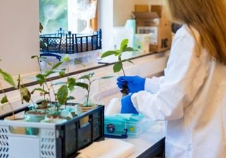 ¿Hora del té en la Luna? Científicos demuestran que la agricultura espacial es posible