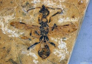 Encuentran a la más antigua hormiga del infierno con mandíbula en forma de guadaña de hace millones de años