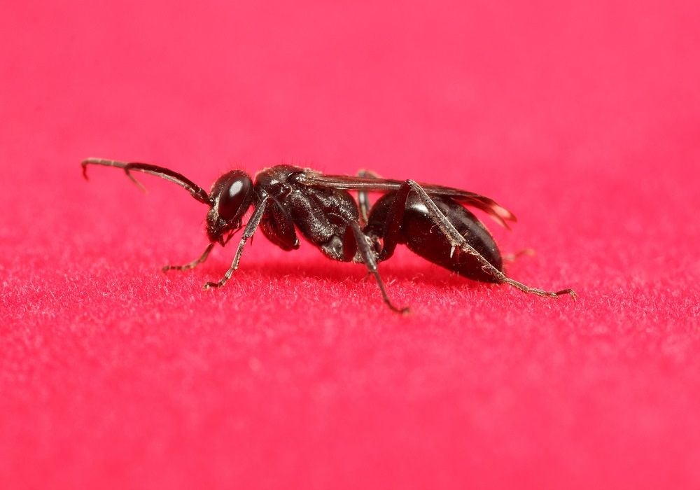 Las hormigas con alas no suponen ningún peligro, pero pueden resultar muy molestas.