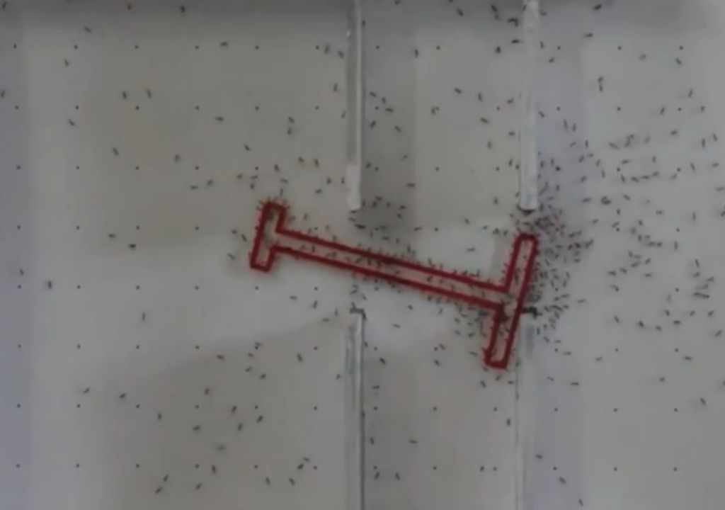 experimento hormigas humanos